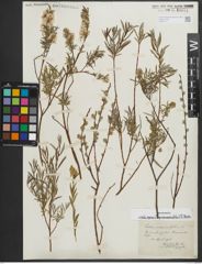 Foto von Salix repens subsp. rosmarinifolia (L.) Andersson